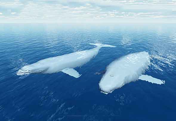 Churchill Beluga Whale Adventures